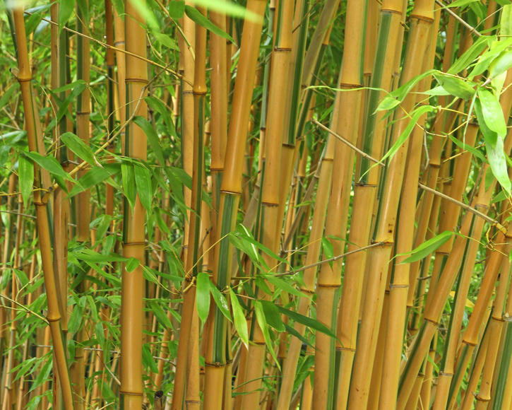 Tout ce qu'il faut savoir avant d'utiliser le bambou dans le