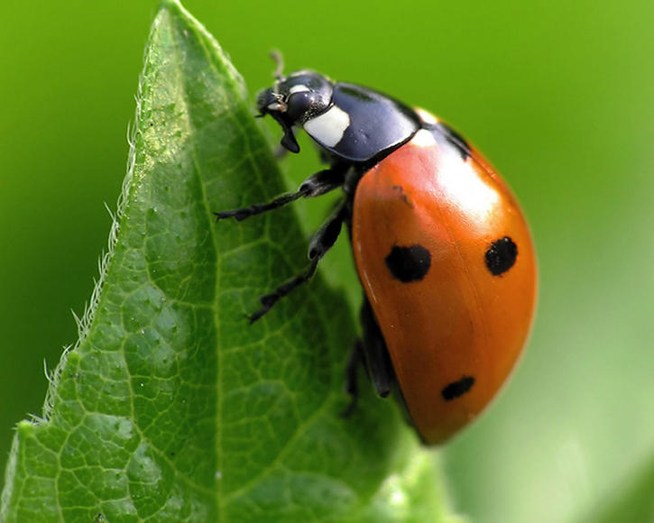 Coccinelle Lutte contre les parasites dans le jardin Mon Jardin