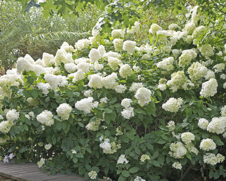 Planter, entretenir et tailler les hortensias paniculés: - Mein schöner  Garten