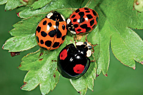 Coccinelle asiatique Insecte utile nuisible Mon Jardin Ideal