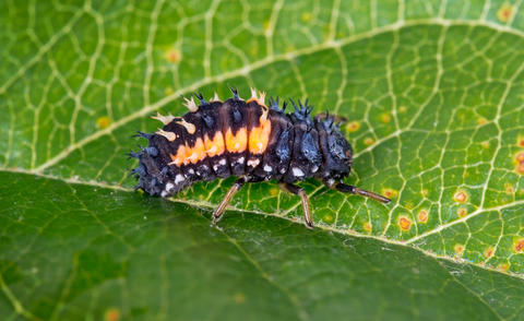 Coccinelle asiatique Insecte utile nuisible Mon Jardin Ideal