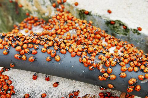 Coccinelle Lutte contre les parasites dans le jardin Mon Jardin