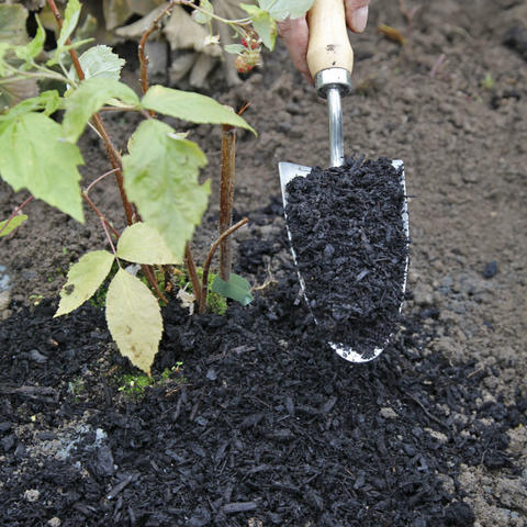 feuille framboisiers qui sèchent et noircissent - Au jardin, forum de  jardinage