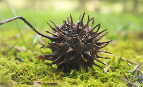 fruit du liquidambar styraciflua