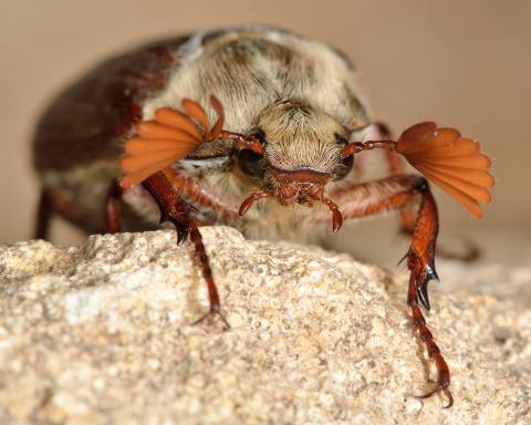 Un étrange insecte dans son jardin ! - Ré à la Hune