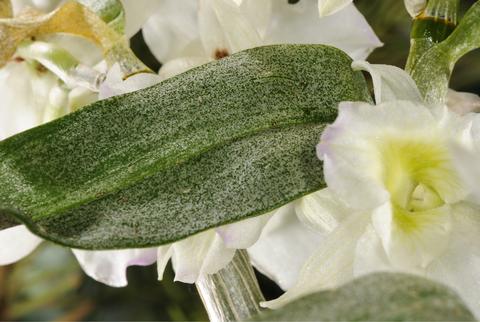 Maladies et parasites de l'Eucalyptus - Promesse de Fleurs