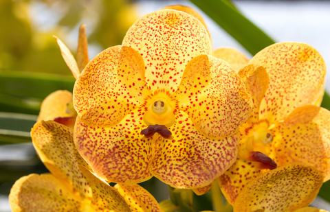 Orchidée Wanda