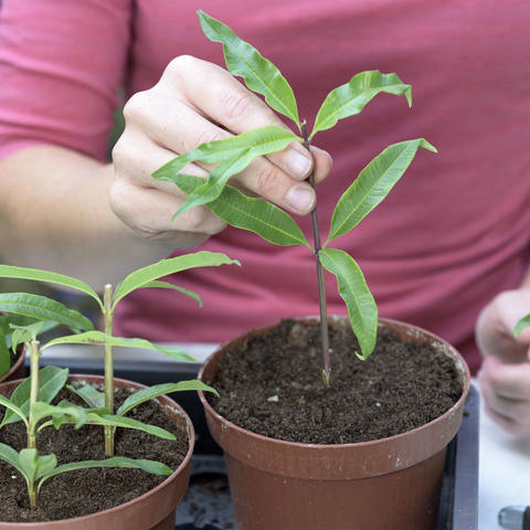 Verveine citronnelle : planter et tailler – PagesJaunes
