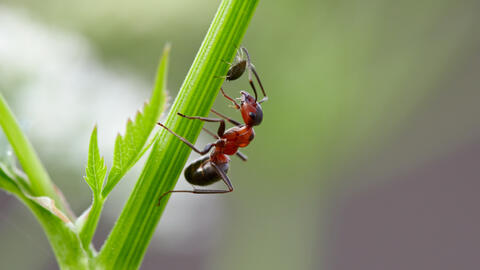 Les fourmis coupe-feuille entretiennent leurs sentiers sans communiquer