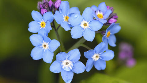 les fleurs et leurs significations - Mon Jardin Ideal