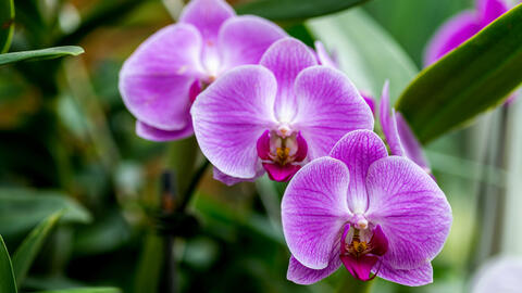 Faire fleurir des orchidées - Mon Jardin Ideal