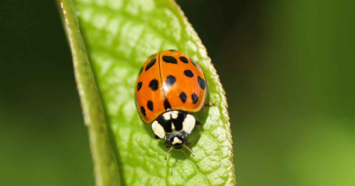 Coccinelle asiatique Insecte utile nuisible Mon Jardin Ideal