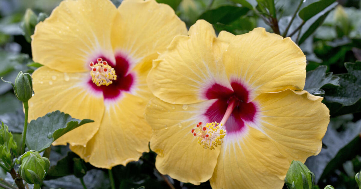 comment soigner un hibiscus 5 conseils pour une floraison parfaite mon jardin ideal