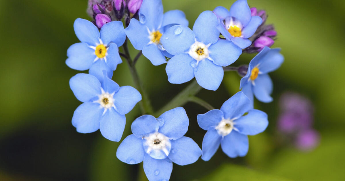 les fleurs et leurs significations Mon Jardin Ideal