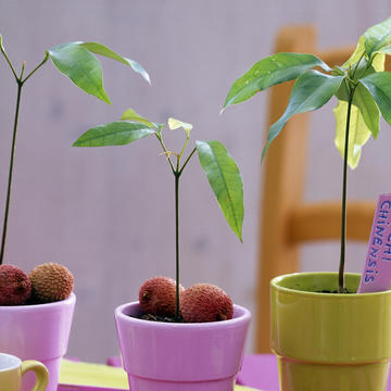 5 raisons pour lesquelles les graines ne germent pas - Mon Jardin